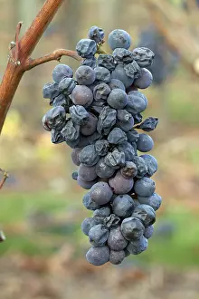 Vinifera: Pinot Noir wine grape (Vitis vinifera) not harvested