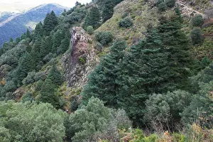 Firs: Pinsapar Fir - on mountain slopes