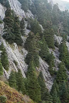 Firs: Pinsapar Fir - on mountain slopes