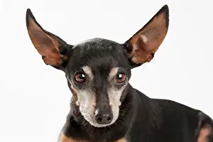 Pinscher: Pinscher