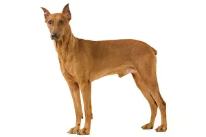 Pinschers: Pinscher / Standard Pinscher