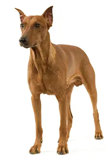 Pinschers: Pinscher / Standard Pinscher