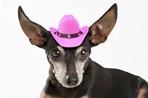 220719: Pinscher wearing miniture pink cowboy hat