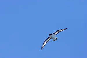 Orkneys: Pintado or Cape Petrel - In flight