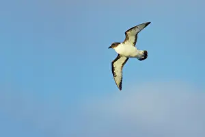 Antartica: Pintado / Cape Petrel - In flight