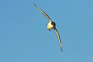 Antartica: Pintado / Cape Petrel - In flight