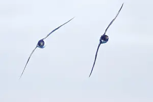 Antartica: Pintado or Cape Petrel - In flight