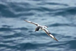 Antartica: Pintado or Cape Petrel - In flight over sea