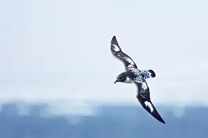 Antartica: Pintado or Cape Petrel - In flight over sea