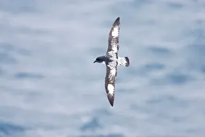 Antartica: Pintado or Cape Petrel - In flight over sea