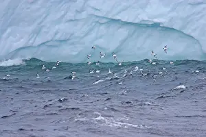 Orkneys: Pintado or Cape Petrel - Flock in flight near iceberg