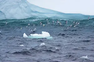 Orkneys: Pintado or Cape Petrel - Flock in flight near iceberg
