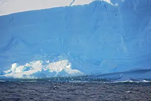 Orkneys: Pintado or Cape Petrel - Flock in flight near iceberg