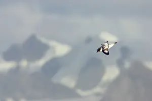 Orkneys: Pintado or Cape Petrel - With Mountains in background