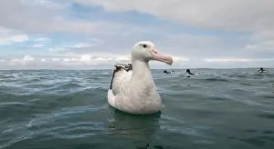 Wandering: Pintado Petrel