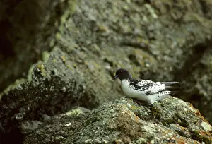 Pintado: Pintado Petrel - Deception Island