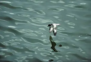 Pintado: Pintado Petrel - In Flight over Sea