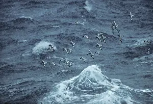 Pintado: Pintado Petrel - Flock in Snowstorm, at sea