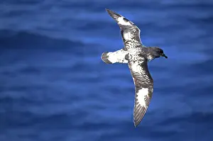 Pintado: Pintado Petrels