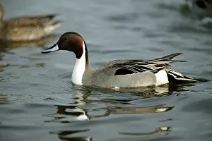 Pintails: Pintail