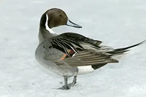 Acuta: Pintail