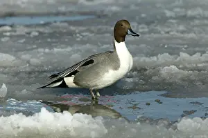 Acuta: Pintail