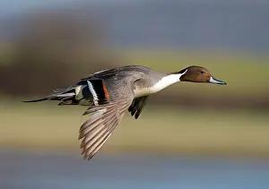 Flaps: Pintail (Anas acuta) in flight, England