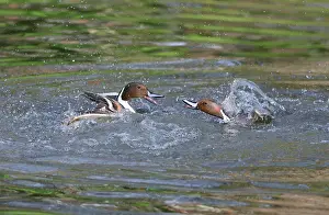 Atlantique: Pintail (Anas acuta) territorial fights between