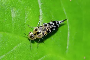 Hexapoda: Pintail Beetle