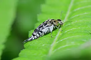 Hexapoda: Pintail Beetle