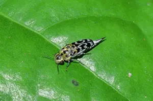 Pintail: Pintail Beetle - on leaf - Klungkung, Bali, Indonesia