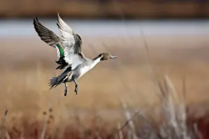 Acuta: Pintail - Bosque del Apache National Wildlife Refuge