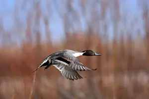 Acuta: Pintail - Bosque del Apache National Wildlife Refuge