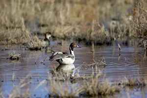 Acuta: Pintail - Bosque del Apache National Wildlife Refuge