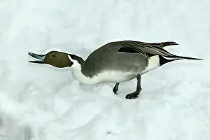 Acuta: Pintail - calling