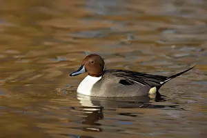Pintail: Pintail Drake