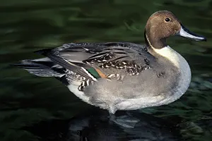 Pintail: Pintail Drake