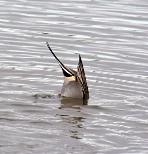 Upending: Pintail, drake upending to seek food