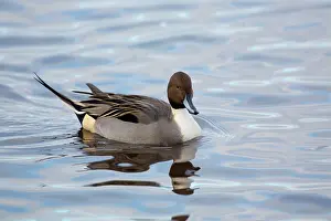Pintails: Pintail - drake in winter