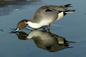 Pintails: Pintail - drinking