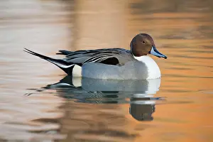 Pintails: Pintail duck