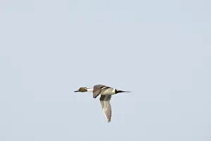Pintail: Pintail Duck