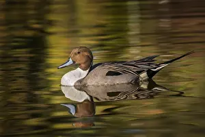Anas: Pintail duck