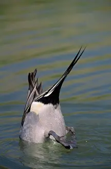 Acuta: Pintail Duck - diving male
