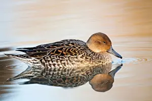 Pintails: Pintail duck - female