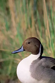 Pintails: PINTAIL DUCK - male, portrait