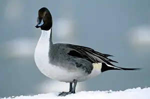 Acuta: PINTAIL DUCK - STANDING ON SNOW