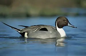 Pintails: Pintail Duck - in water