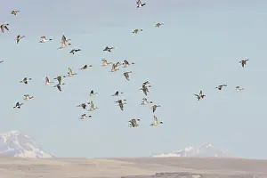 Pintail: Pintail Ducks
