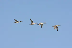 Pintail: Pintail Ducks
